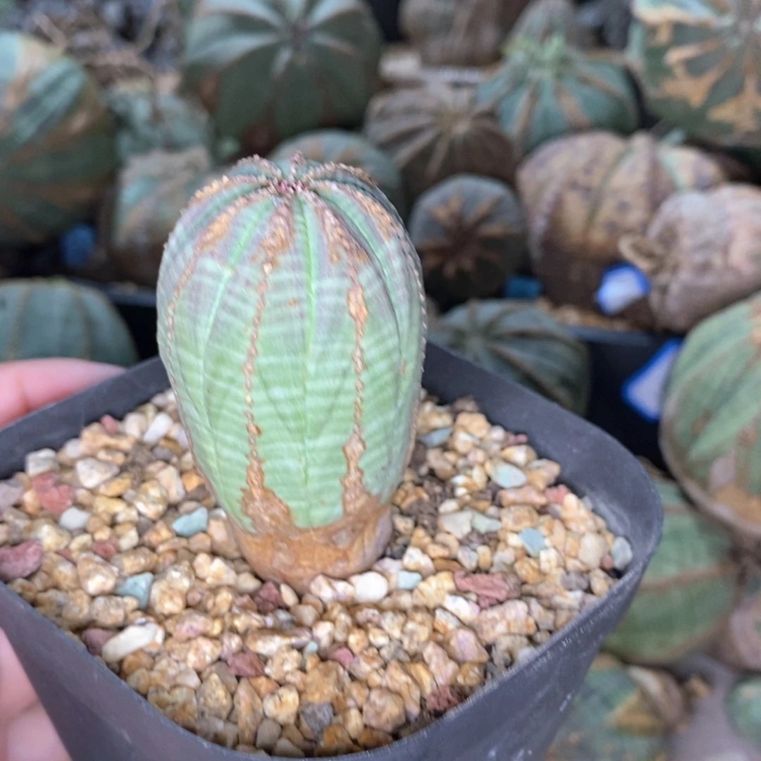 欧系布纹球一物一拍