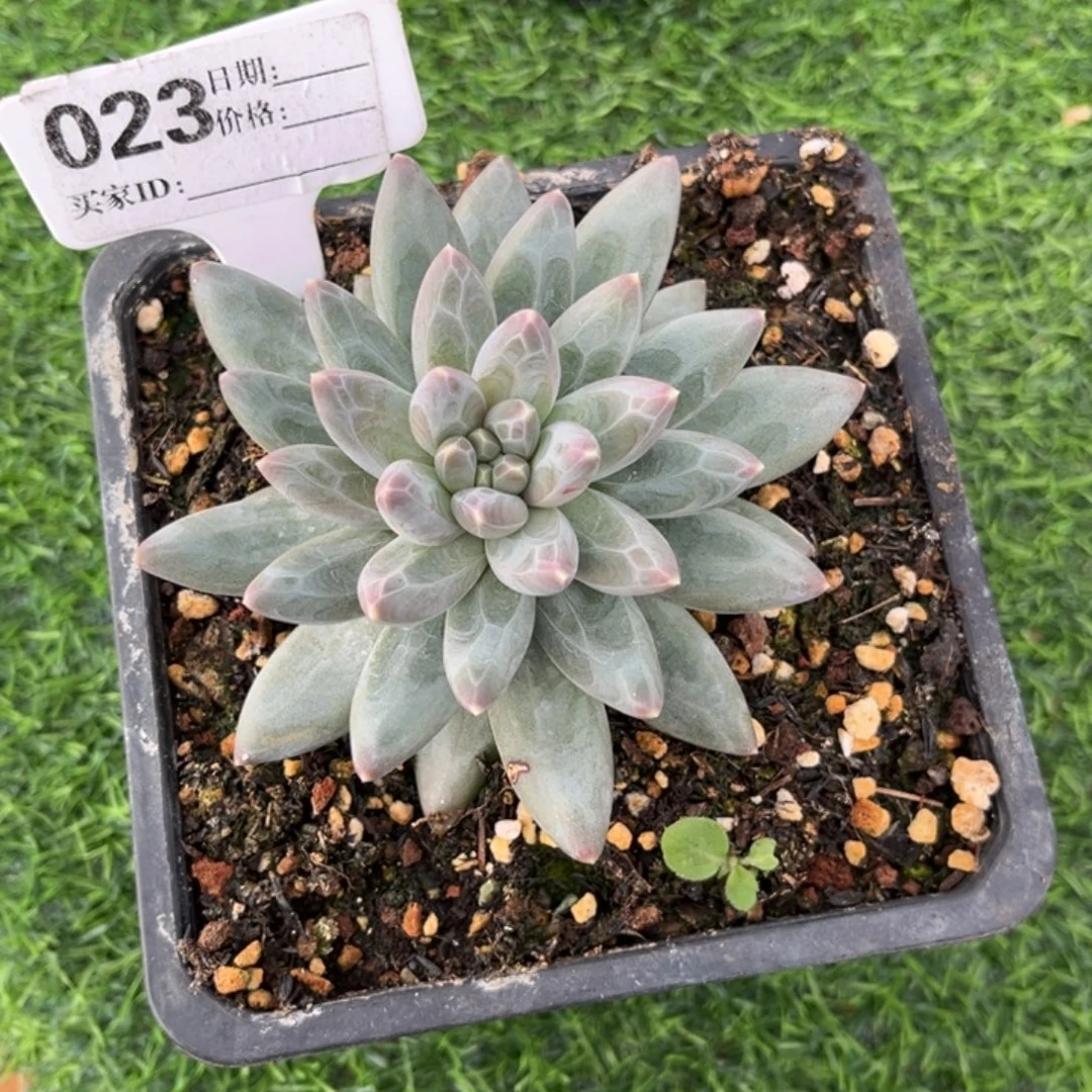 雪代理个体多肉植物23