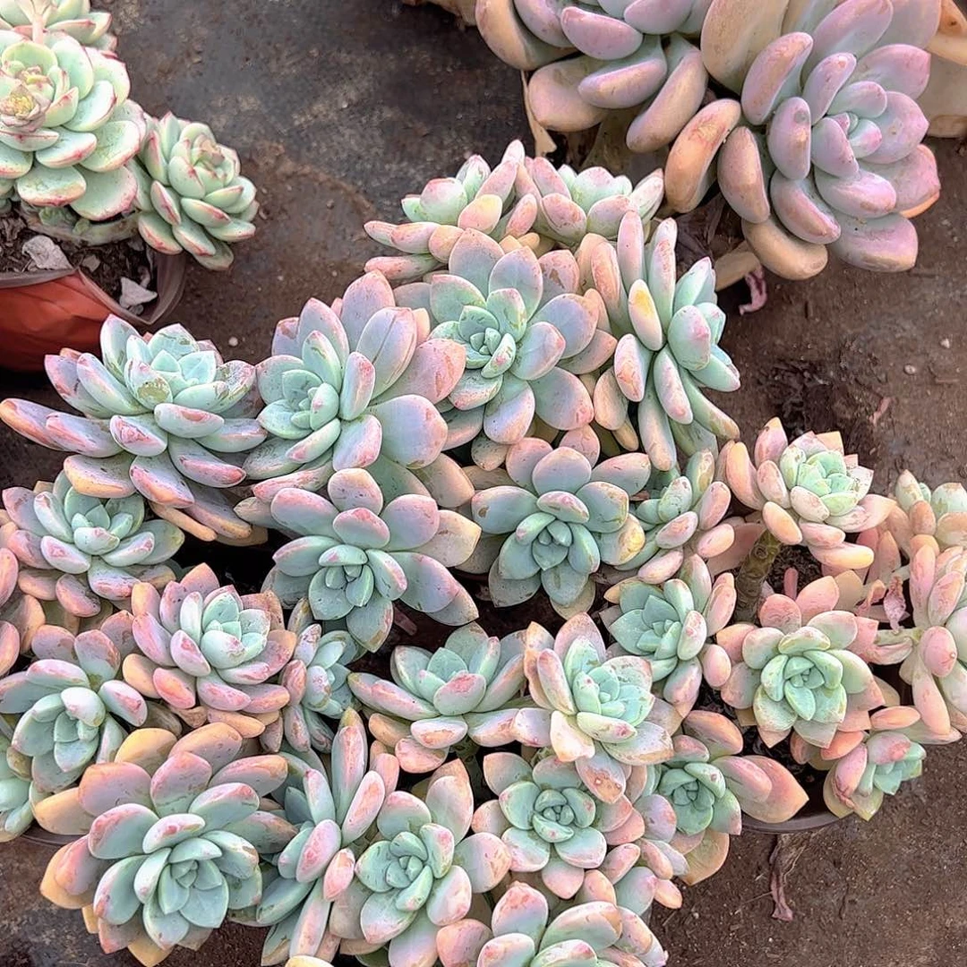 克洛伊多头群生老桩特价二盆