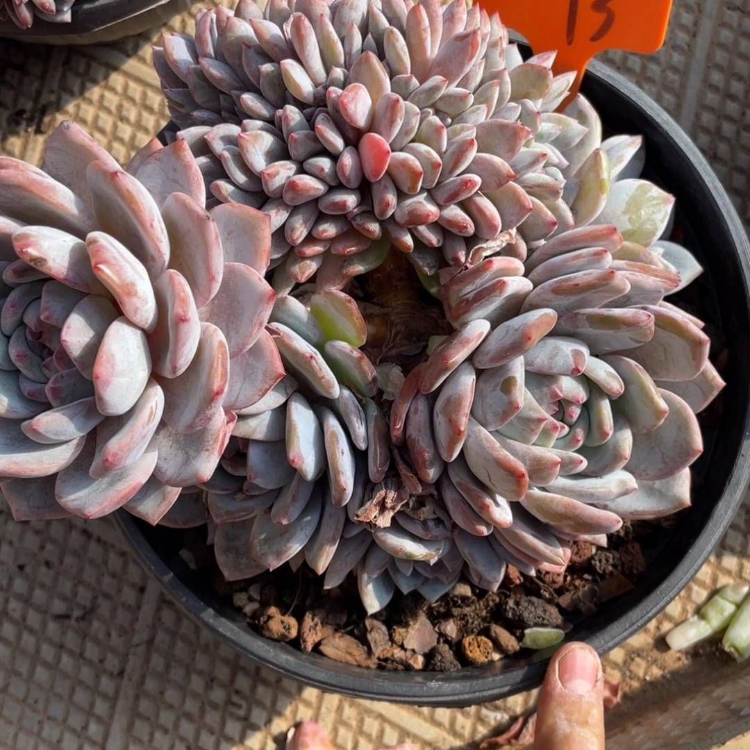 73号星影缀化多头