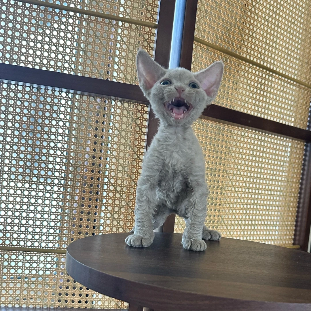 【ZF.Q德文卷毛猫】稀有色丁香弟弟 长毛血，生日7.5