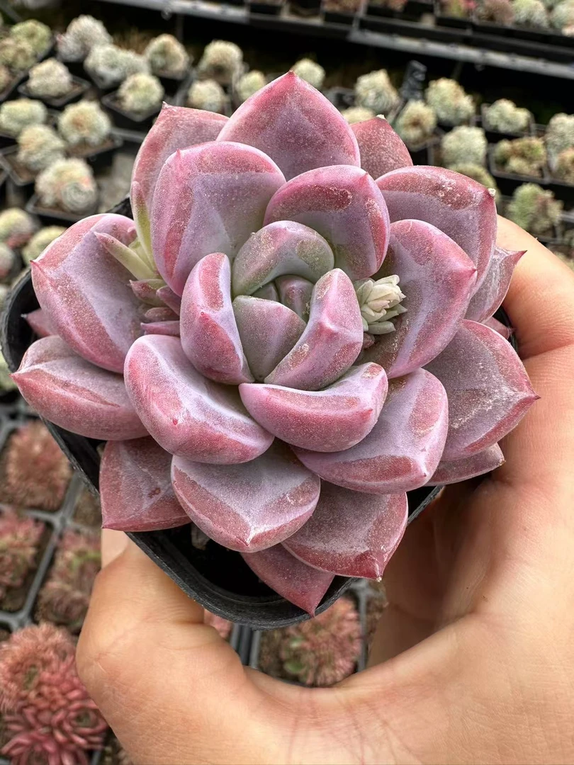 7#超级粉冰玉多肉植物  前男友精品多肉