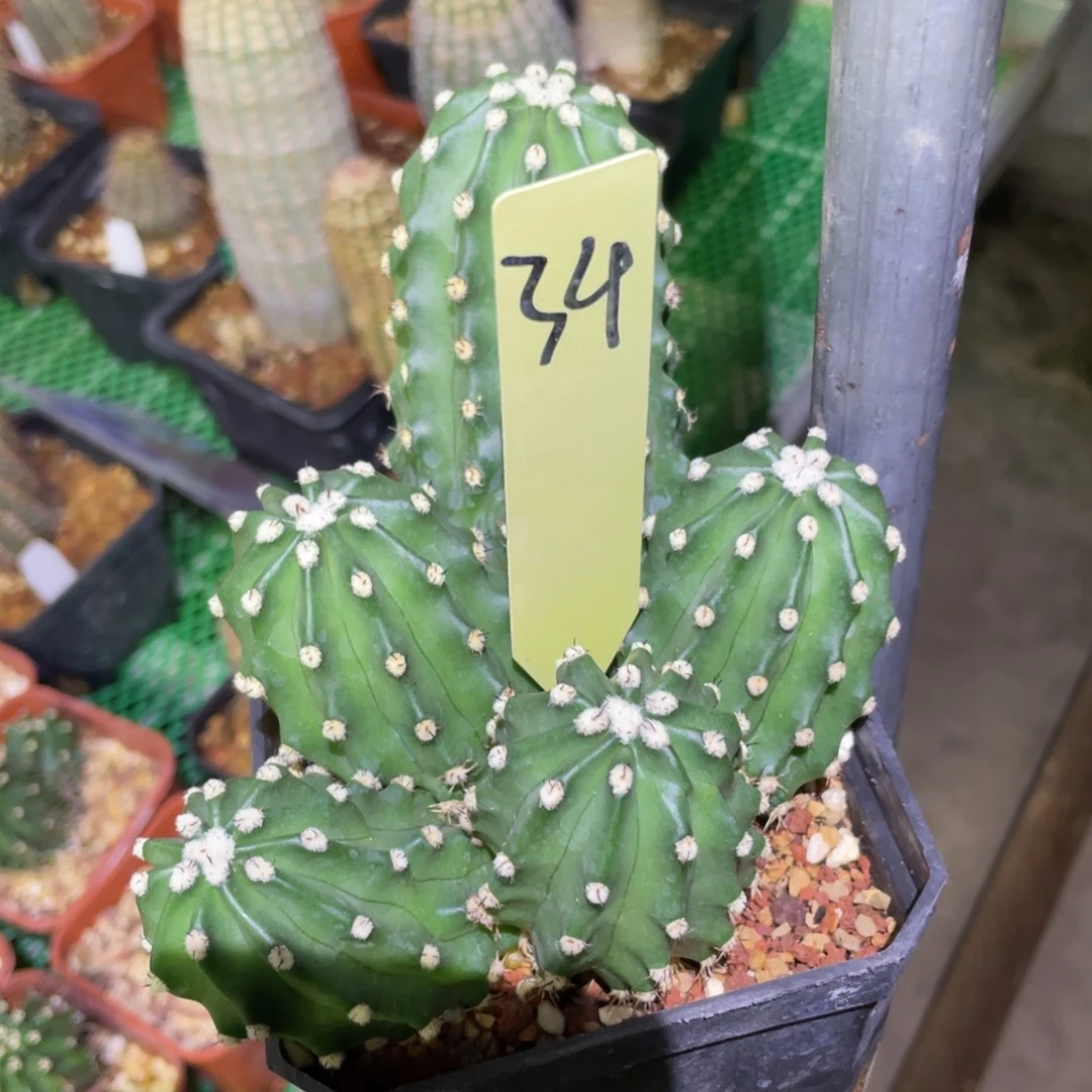 安***歆一代明石丸鹿角柱属34