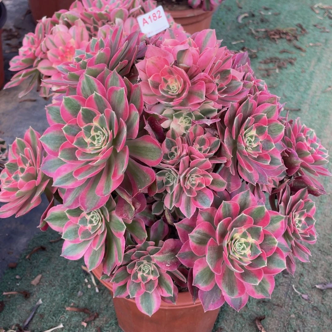 石*娃199粉女巫绣球精品法师多肉