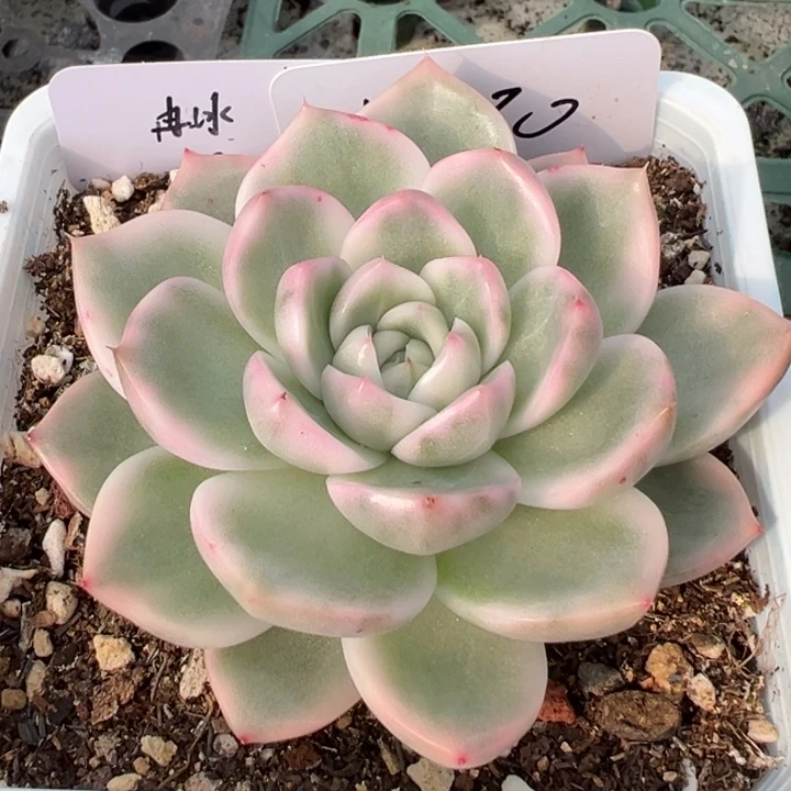 紫玲珑锦一物一拍锦龙
