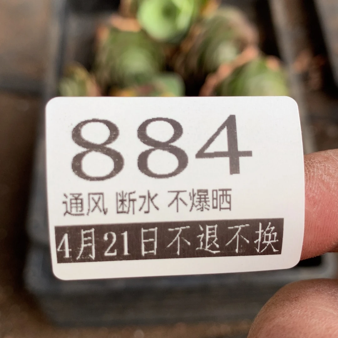 满20包邮山地玫瑰884