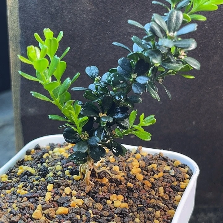 罗***师无花朵凤米黄杨一物一拍