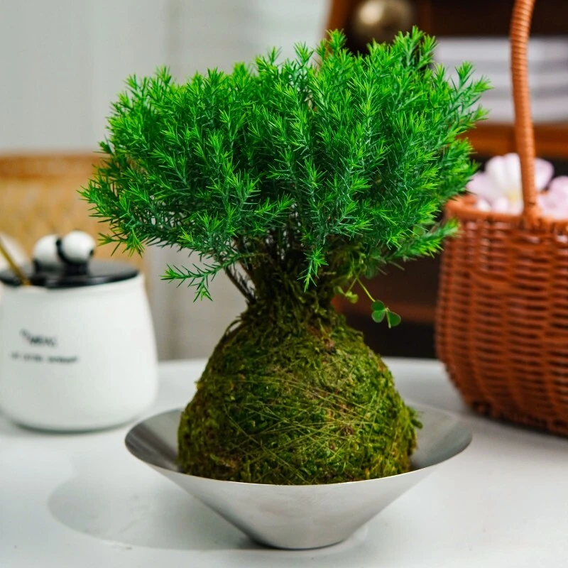 [放轻松]苔藓球雾淞室内美居好看好懒人桌面绿植LQ
