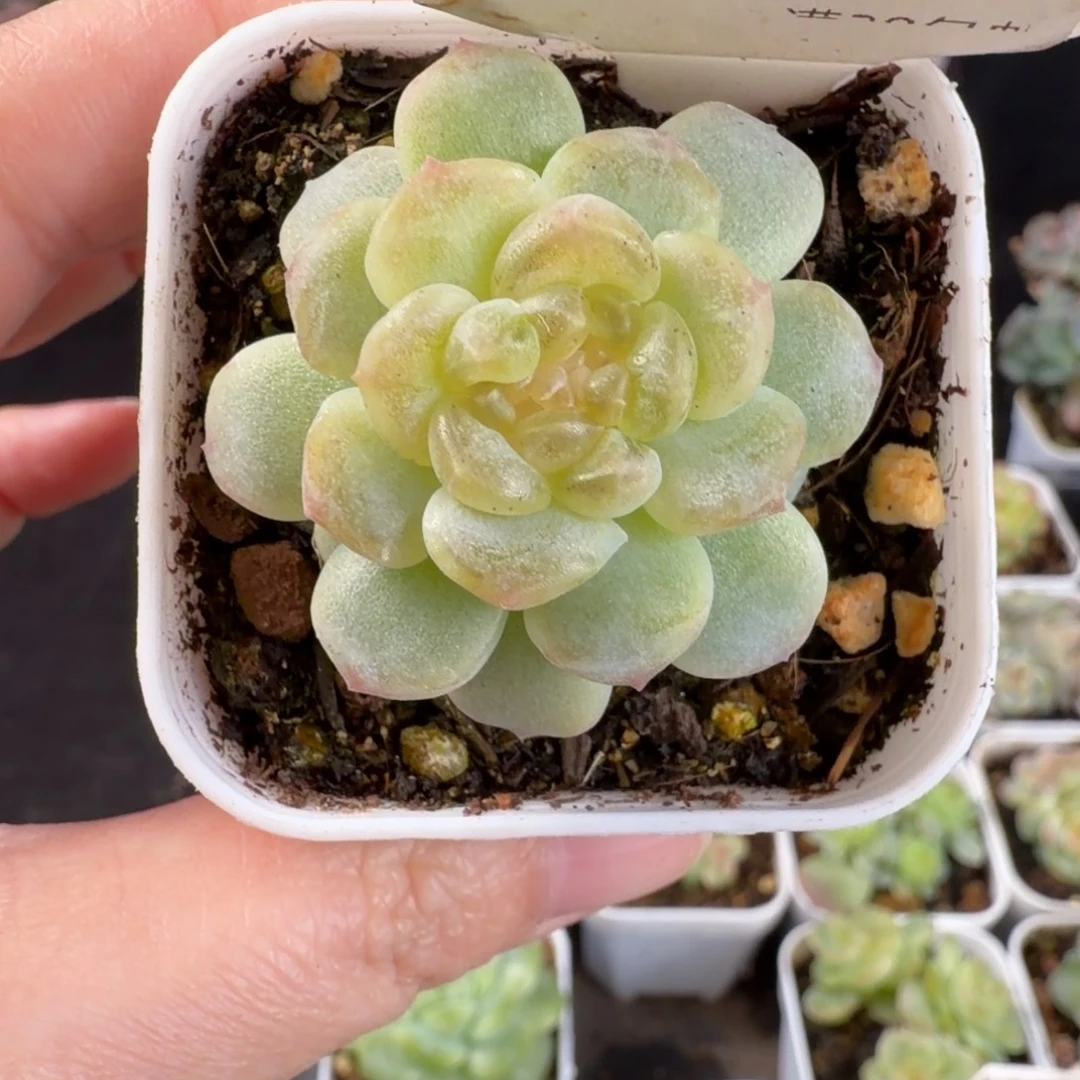 无尽灯单头福利7号