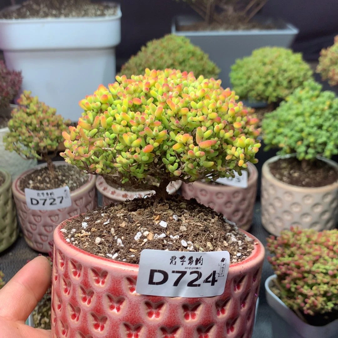 724蜜橘