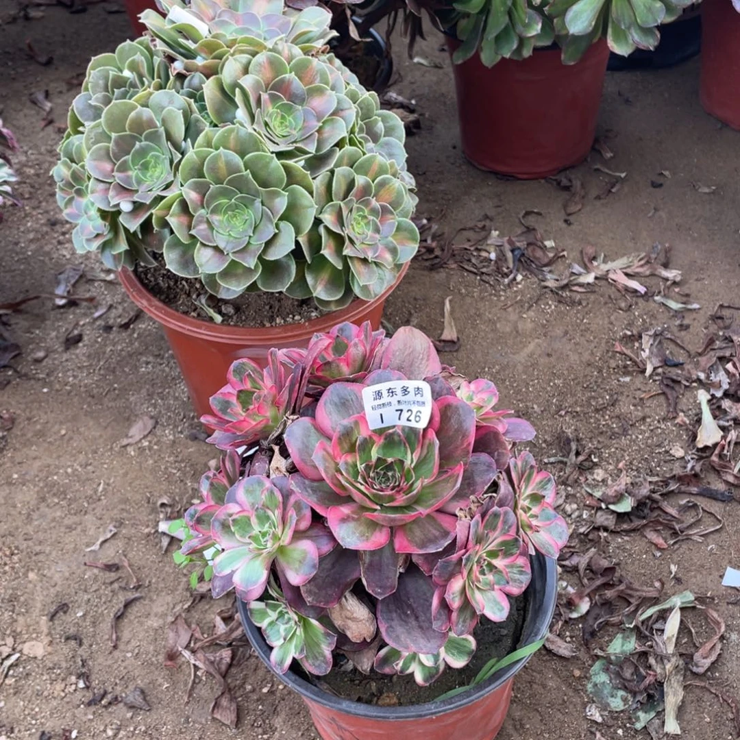 726纳福多肉法师断枝不包