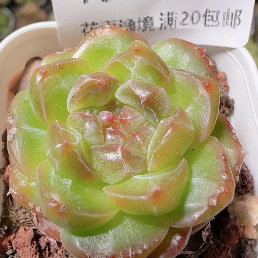 花语逸镜1028-166钻石珍妮