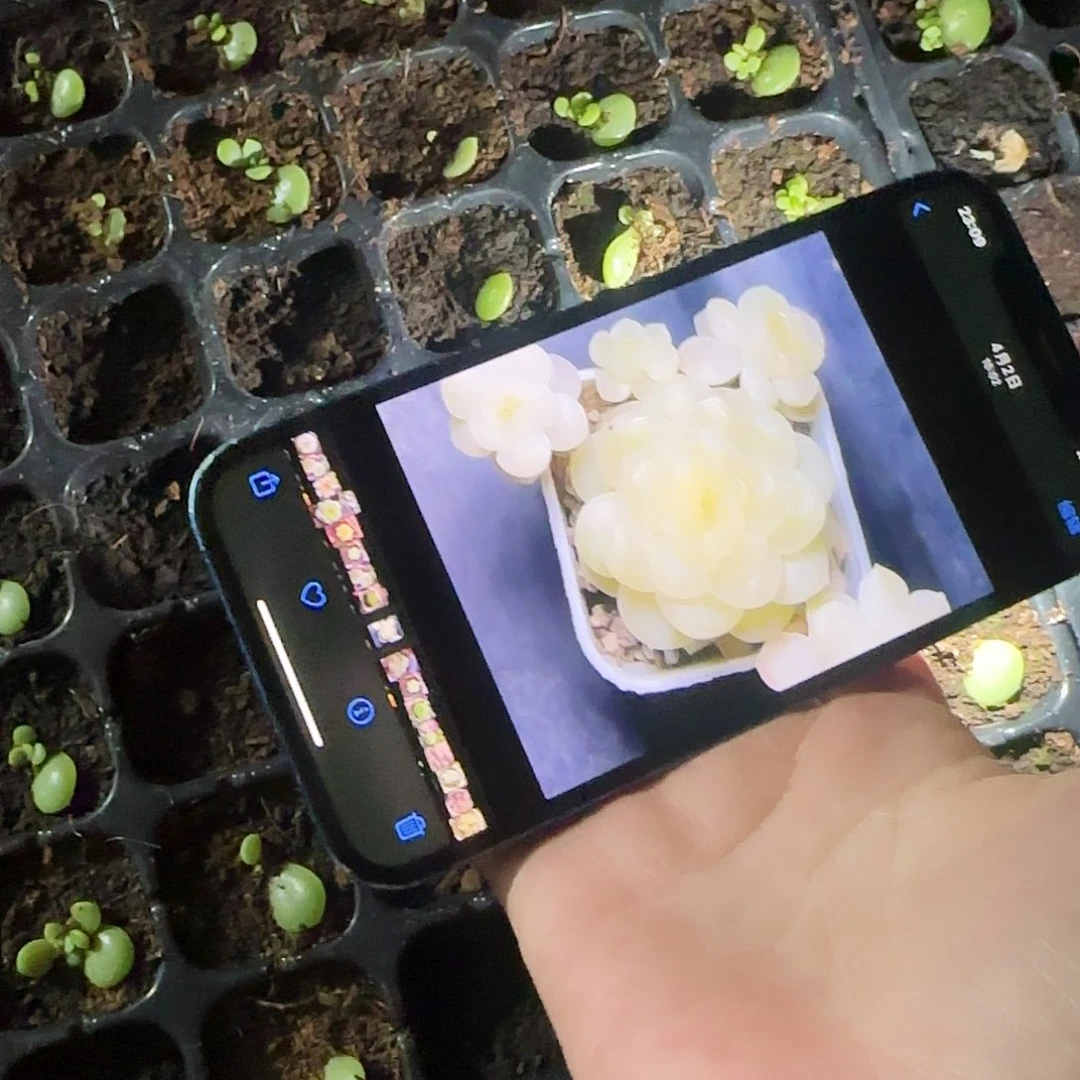 C33 奶油财富芝麻穴一个满25包邮