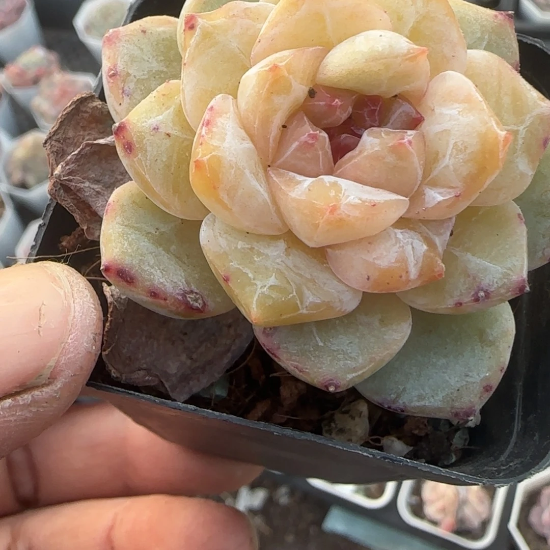 多肉小卡拉米糖心一物一拍