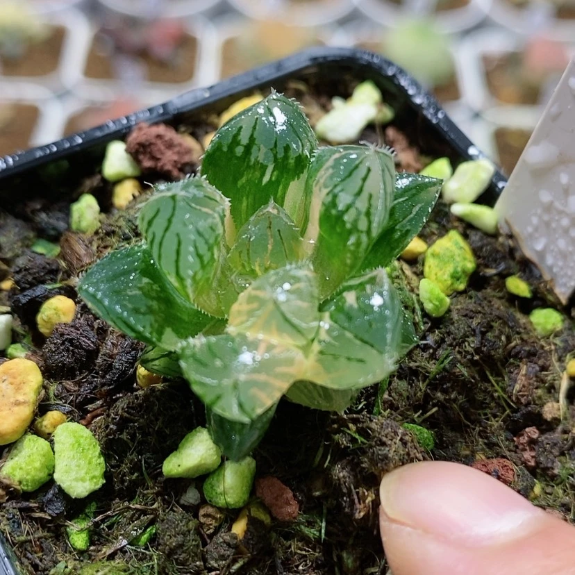 【闪购商品】135赤斑