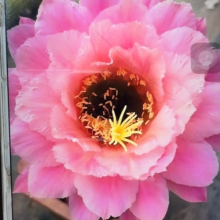 糖果根7公分冠服毛花柱