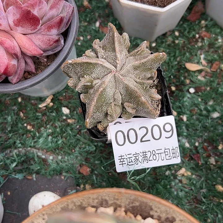 幸运的是我还没遇到