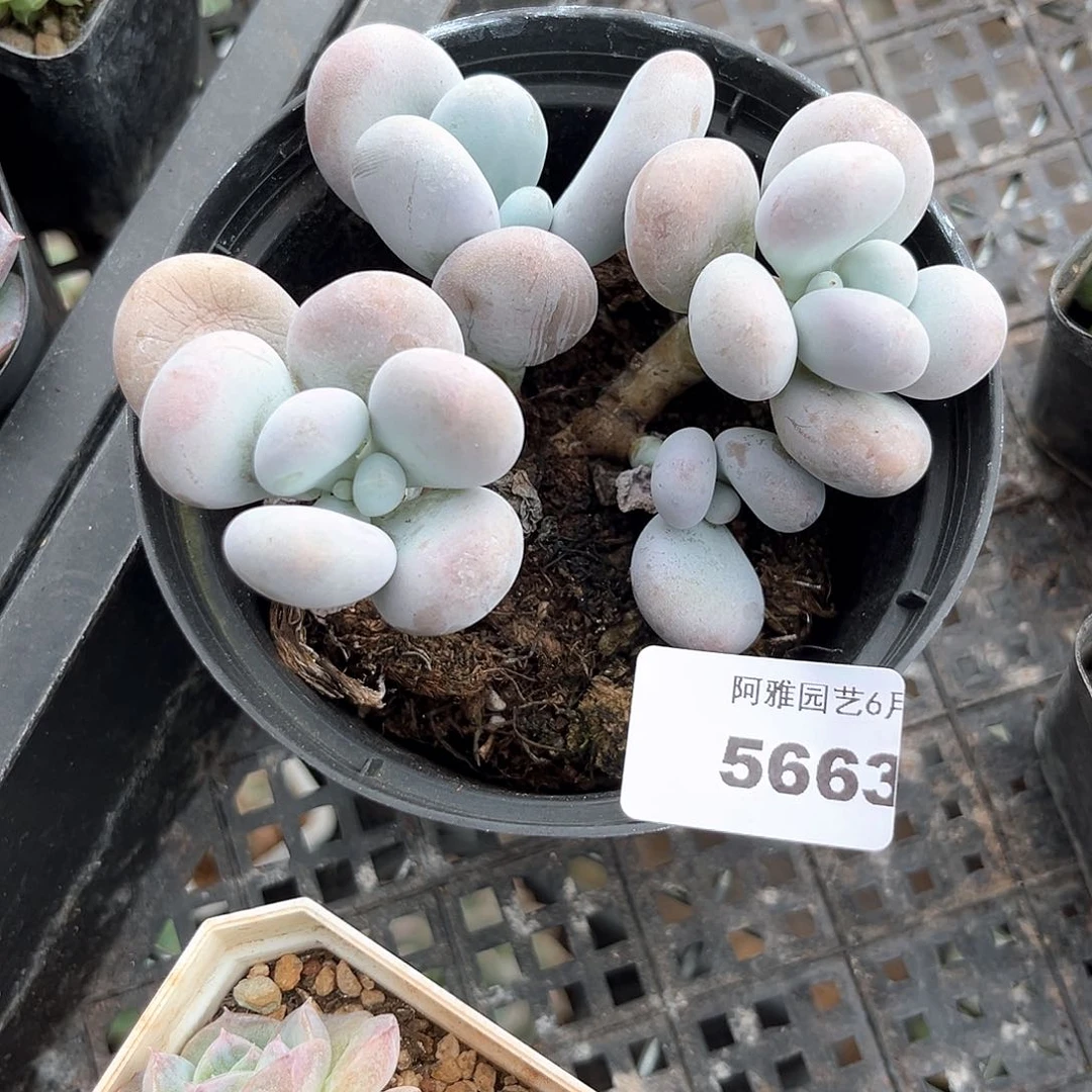 阿雅园艺。     5663奶酪
