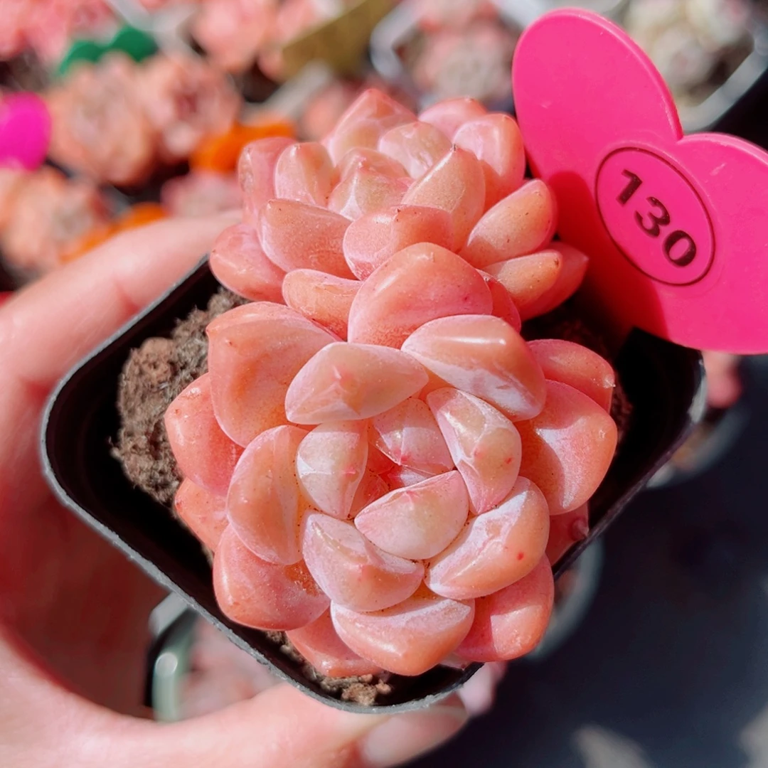 130号小老桩糖心双头