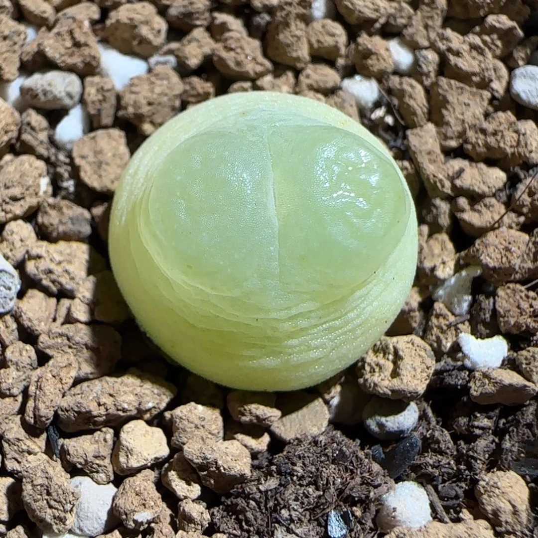 肉锥多肉植物百科-sh1200拉登235