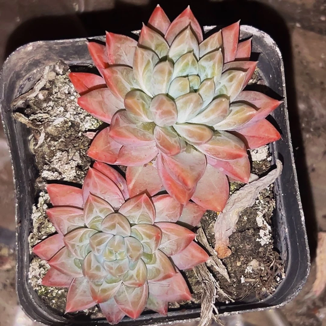 桔云多肉美人精品系列