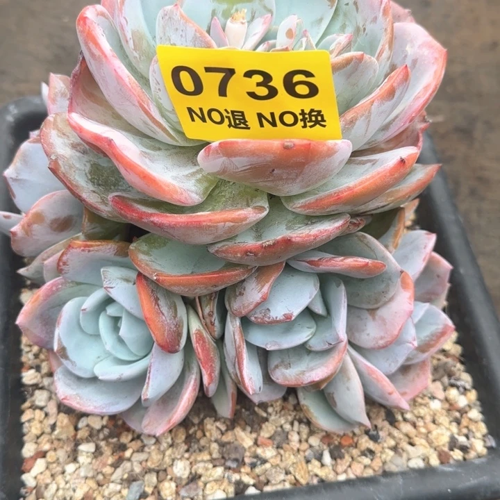 0736无砍老庄凤橙群