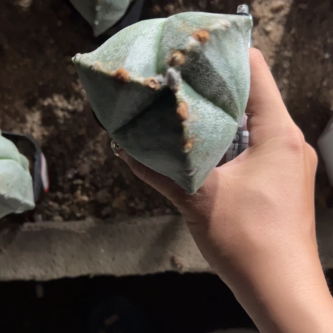 小***羊实生鸾凤玉一物一拍