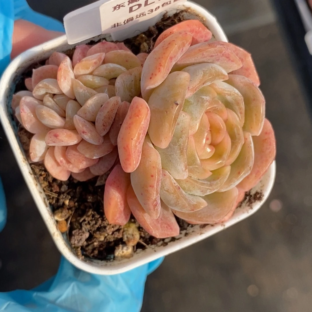 76东篱下多肉植物盆栽