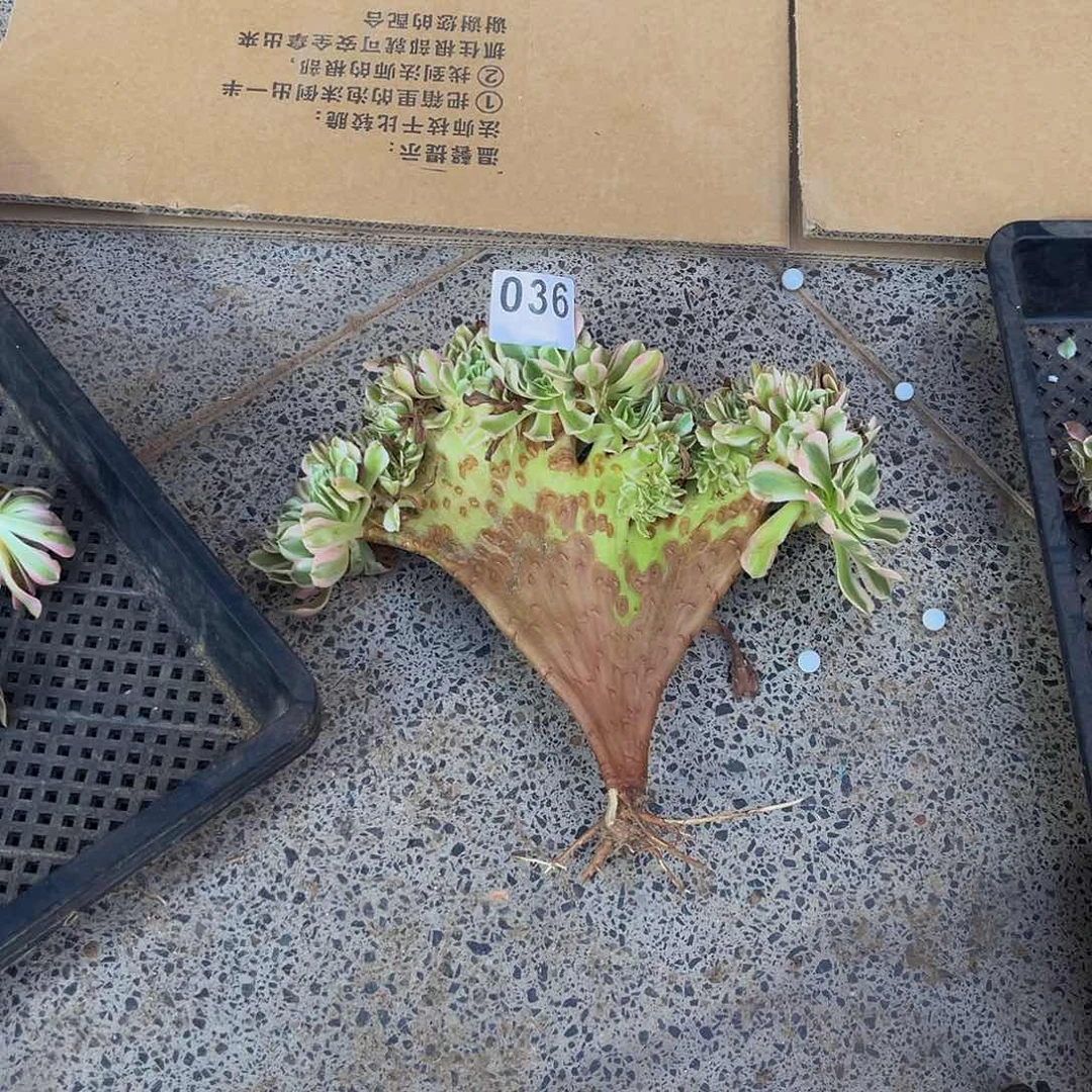 旮****暖女巫缀一物一拍036