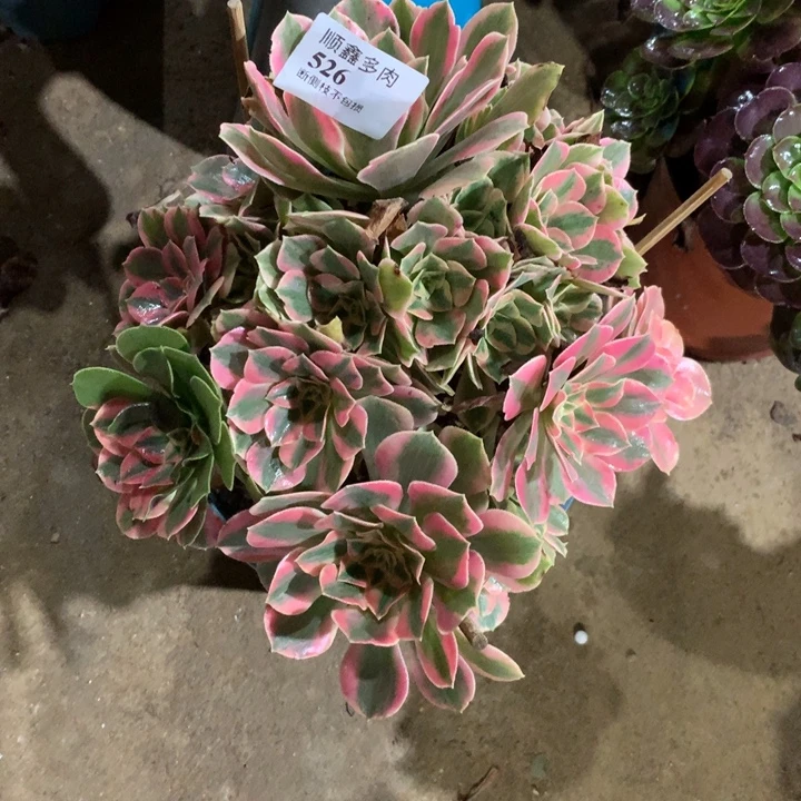 526女妖多肉植物特价