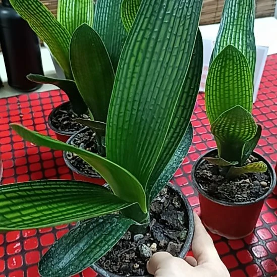 老***刘无花朵1个花，花，花