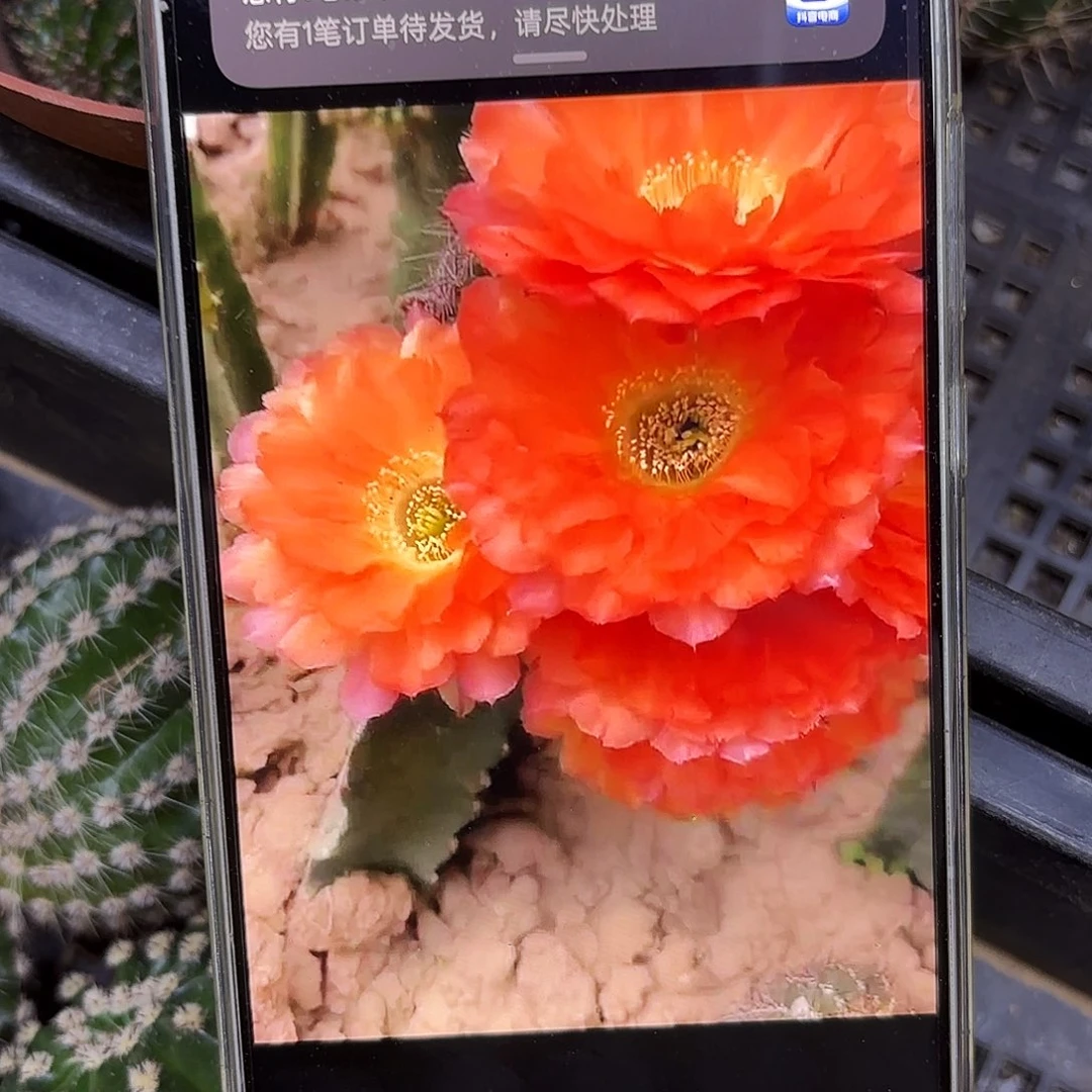 仙层多彩侧牙20包邮仙人球15
