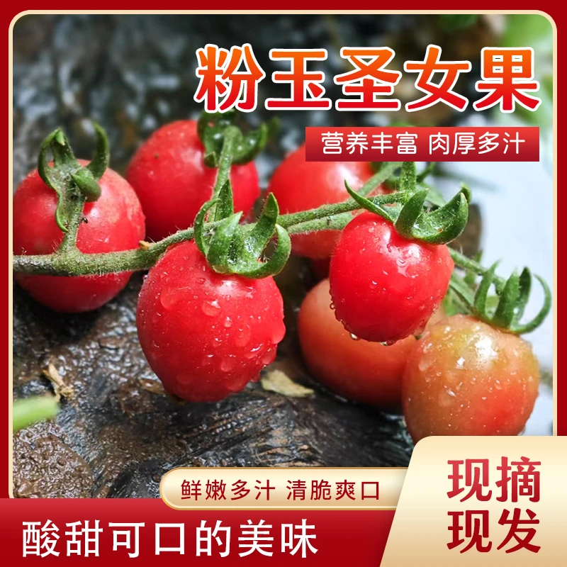 山东寿光粉玉小番茄脆甜水果新鲜当季圣女果农场小番茄圣女果