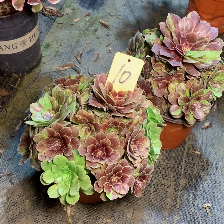 别****?10花月夜多肉一物一拍