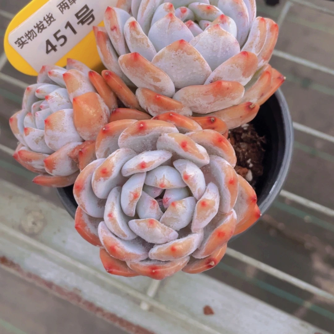 451号 老桩石榴籽星影多头