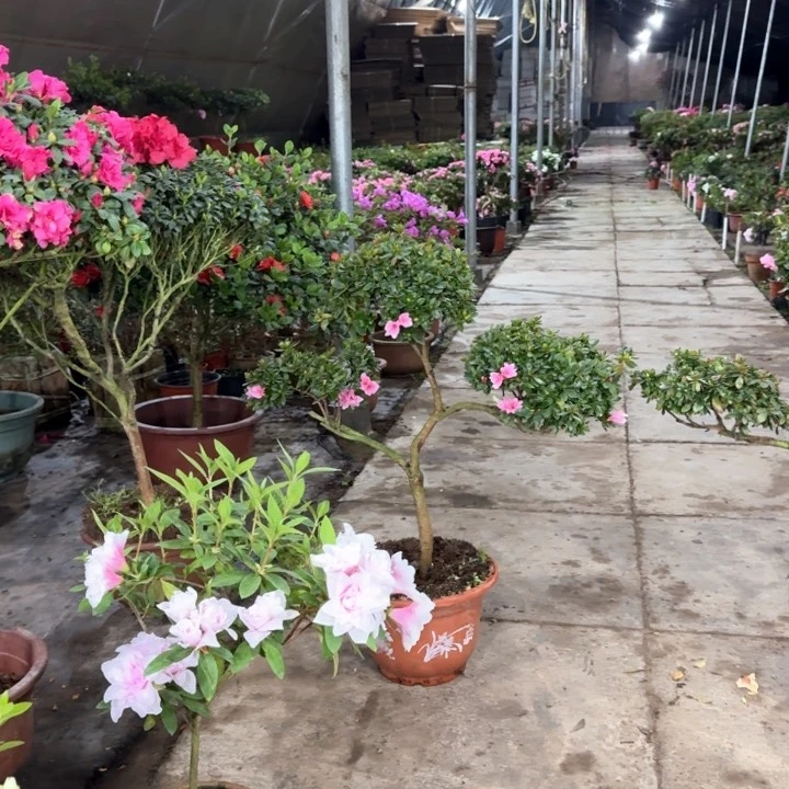 红陶蜡皮杜鹃游龙造型