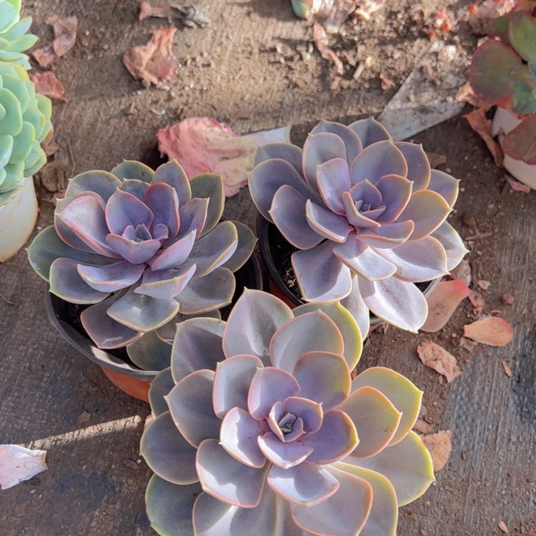 紫珍珠单头老桩三盆