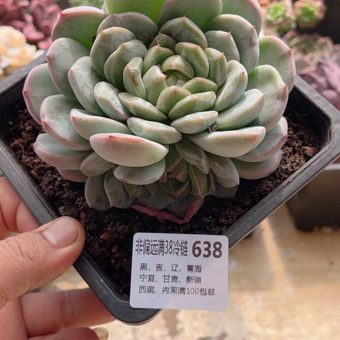 638珍妮德华多肉