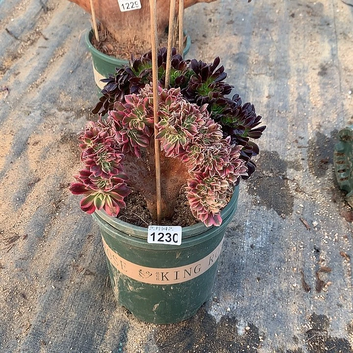 1230粉女巫➕欧紫一组