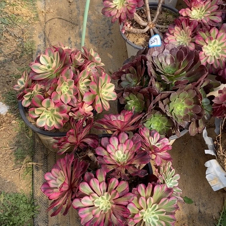 229粉女巫，荷兰玫瑰，红铜超白锦多肉