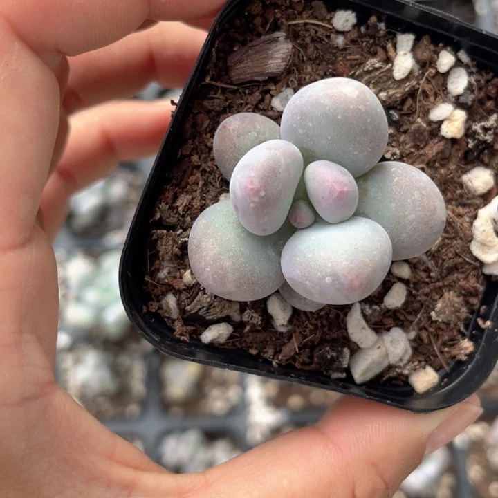 彩虹奶单头司机发满18包邮