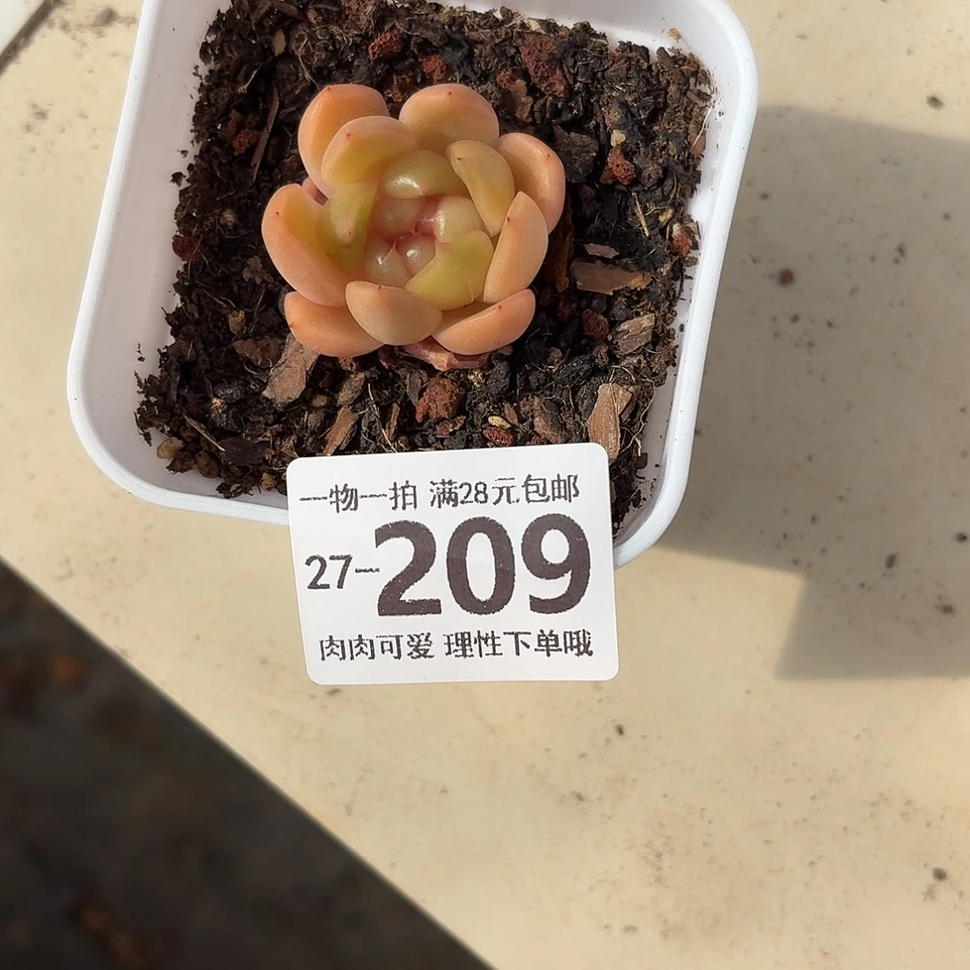 多***水皮皮无盆土发货无