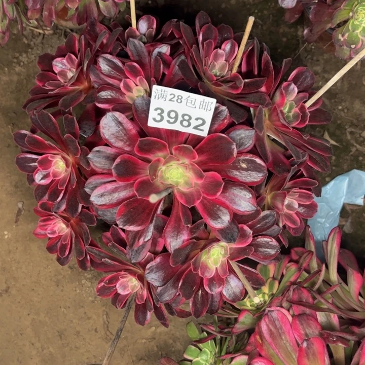 3982婚纱多肉植物