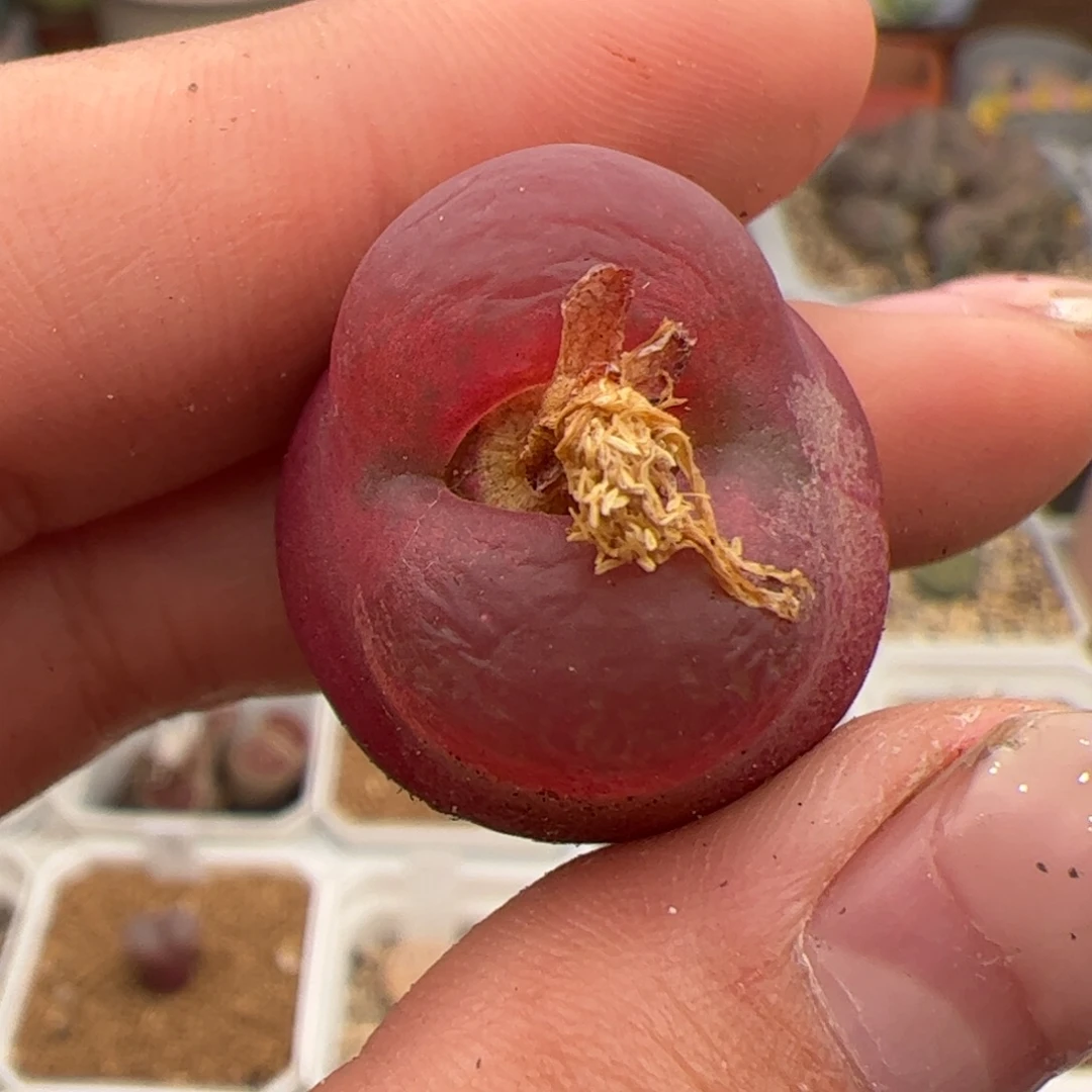 025号毛 多肉植物