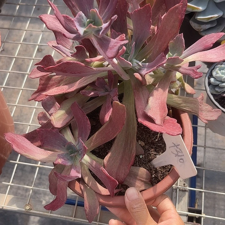 晨语多肉,一物一拍310砖石锦