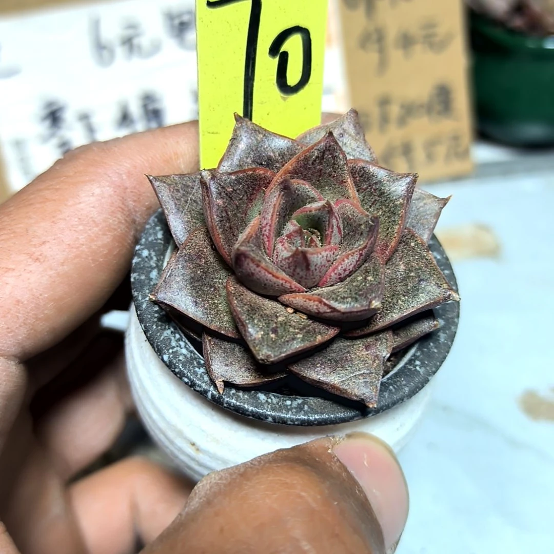 满6元包邮，大和锦70号