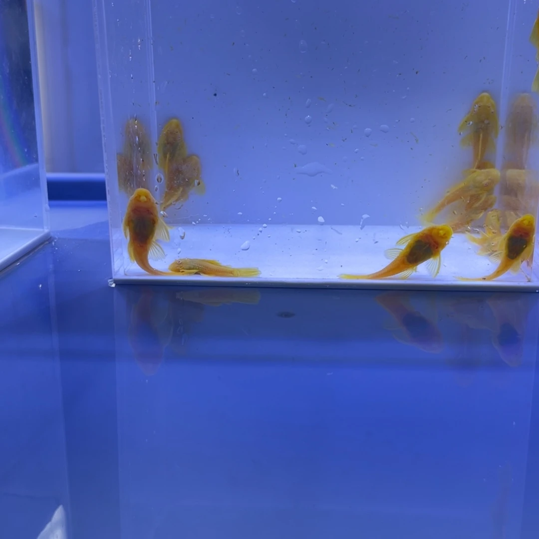 孔雀鱼胡子十五条开箱视频报损