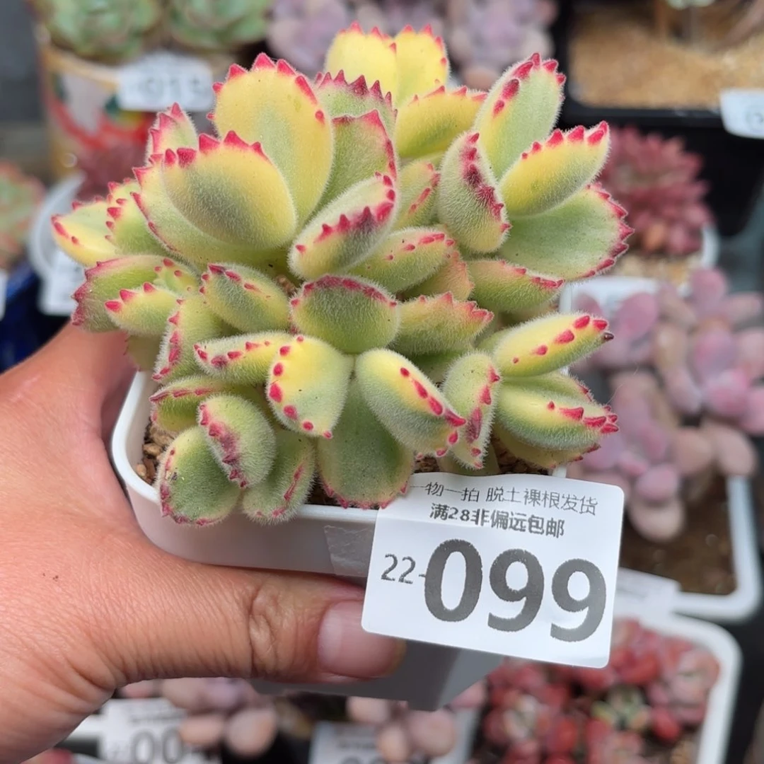 白熊多肉多肉多肉