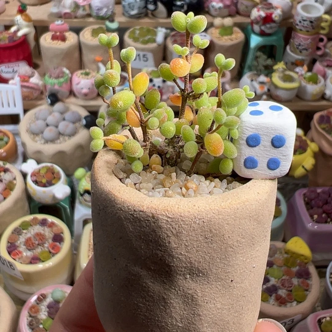 多肉植物30号枝干