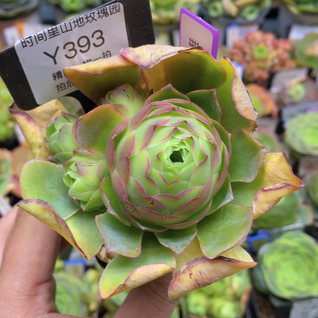 粉红舞鞋多肉福利393一物一拍